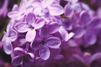 Image of Beautiful blossoming lilac flowers on blurred background, closeup