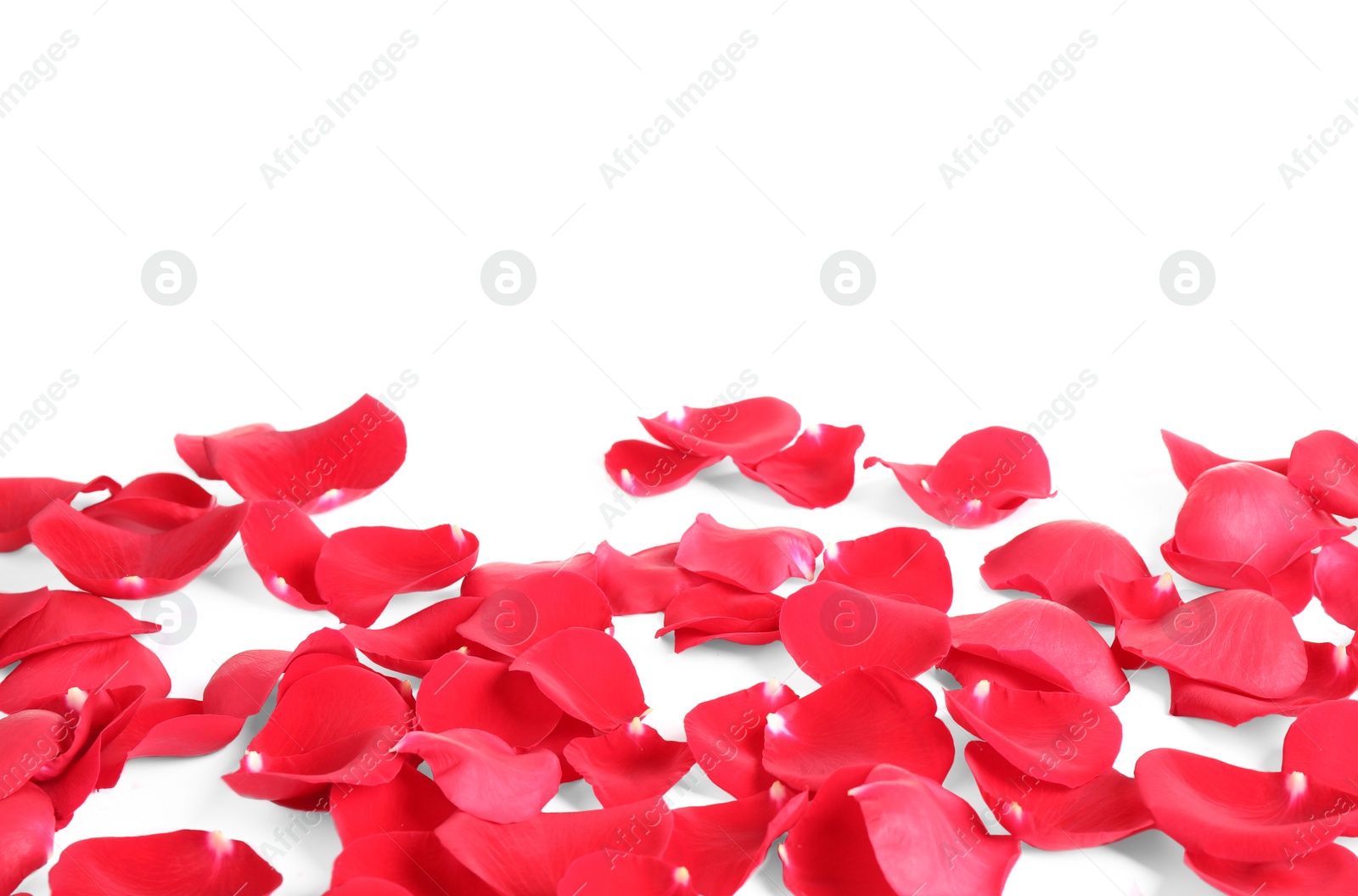 Photo of Fresh red rose petals on white background