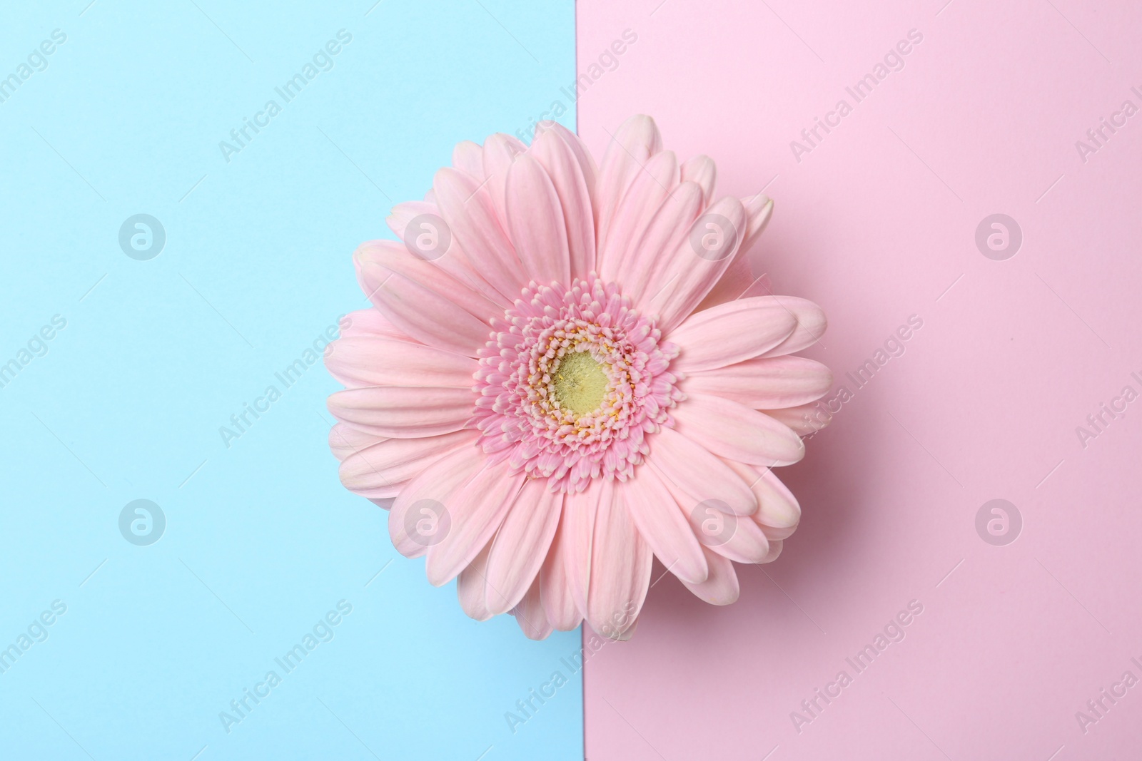 Photo of Beautiful gerbera flower on color background, top view