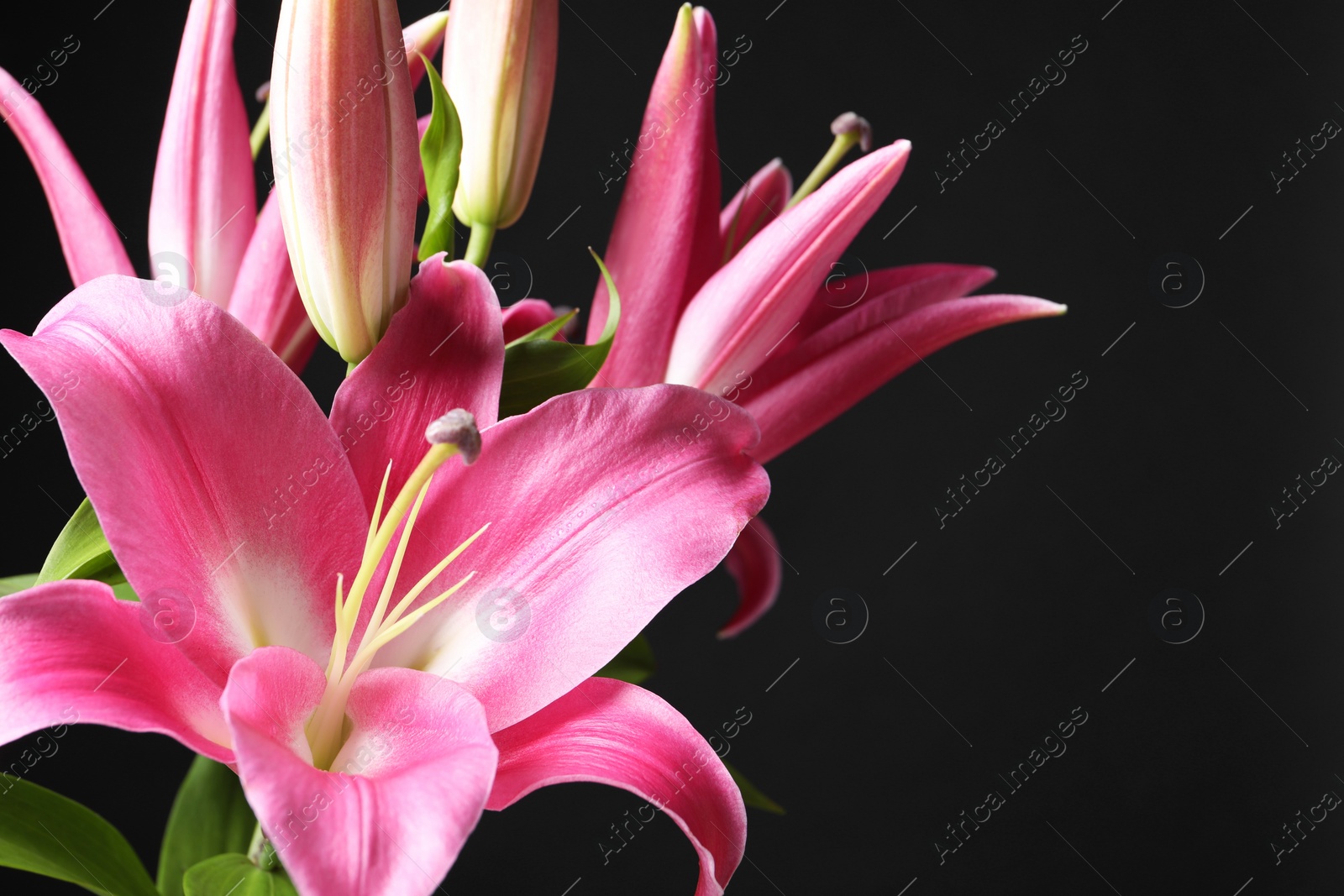 Photo of Beautiful pink lily flowers on black background, closeup. Space for text