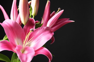 Photo of Beautiful pink lily flowers on black background, closeup. Space for text
