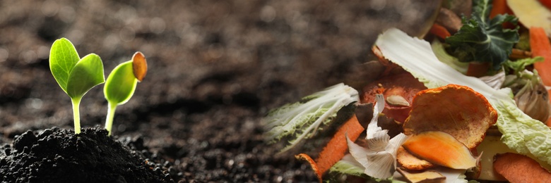 Image of Young seedlings and organic waste for composting on soil, closeup. Natural fertilizer