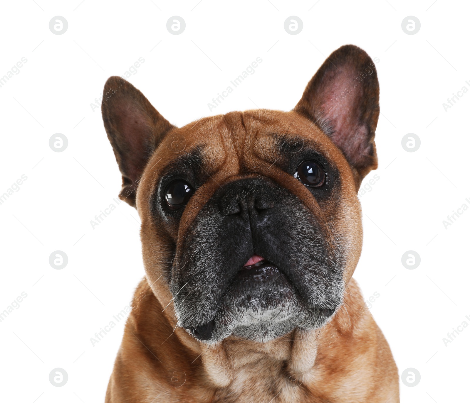 Photo of Cute French bulldog on white background. Funny pet