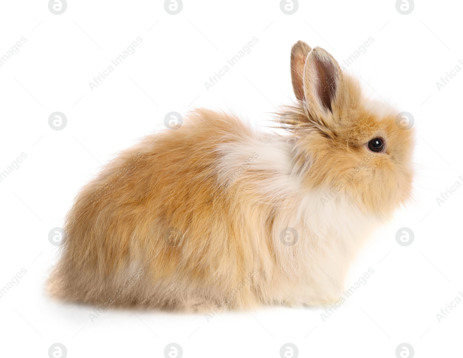 Photo of Cute little rabbit on white background. Adorable pet