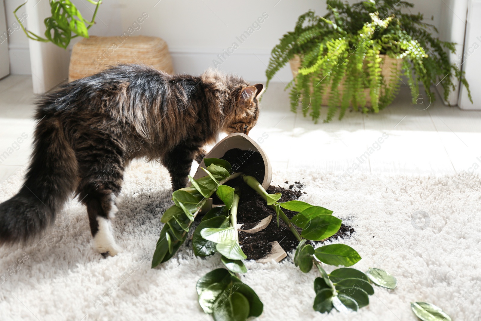 Photo of Cat near overturned houseplant on light carpet at home