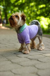 Photo of Cute Yorkshire terrier wearing stylish pet clothes in park