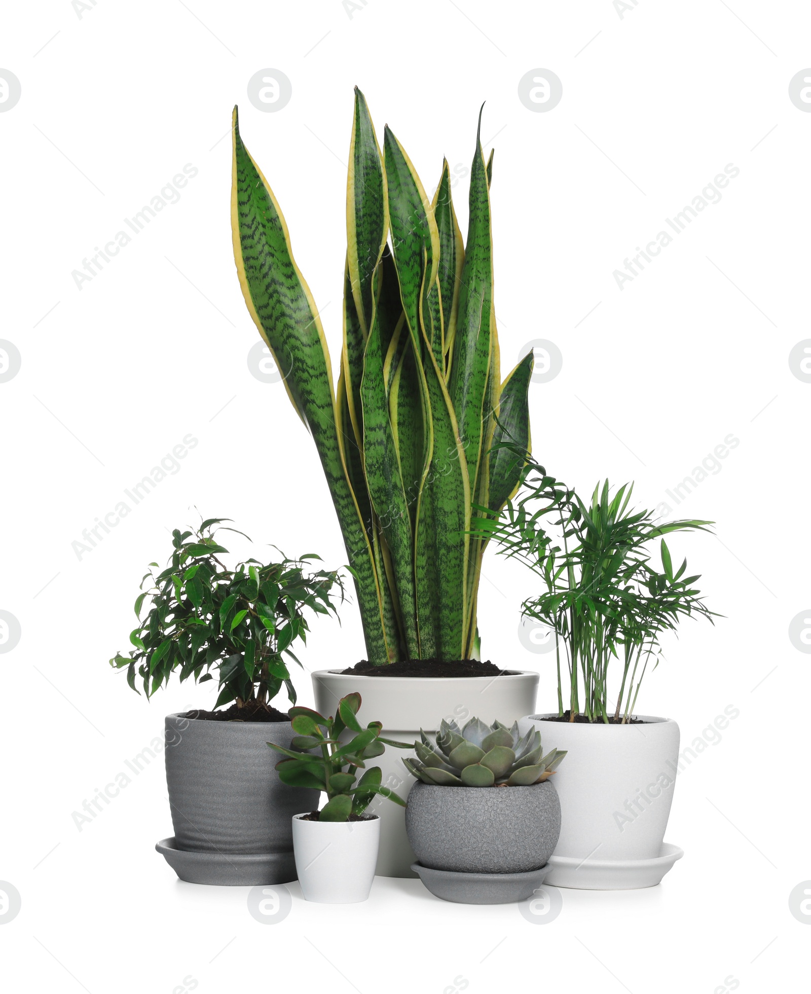 Photo of Different beautiful houseplants in pots on white background