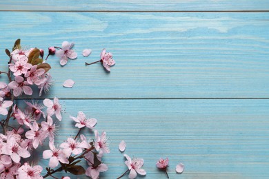 Photo of Blossoming spring tree branches on light blue wooden table, flat lay. Space for text