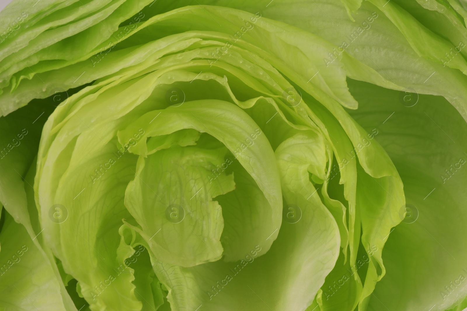 Photo of Cut fresh green iceberg lettuce as background, closeup view