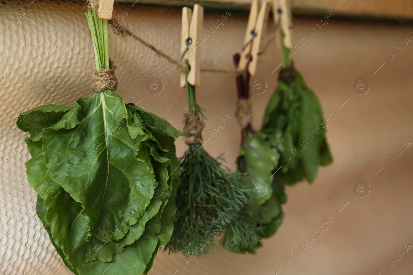 Photo of Bunches of different herbs on rope indoors