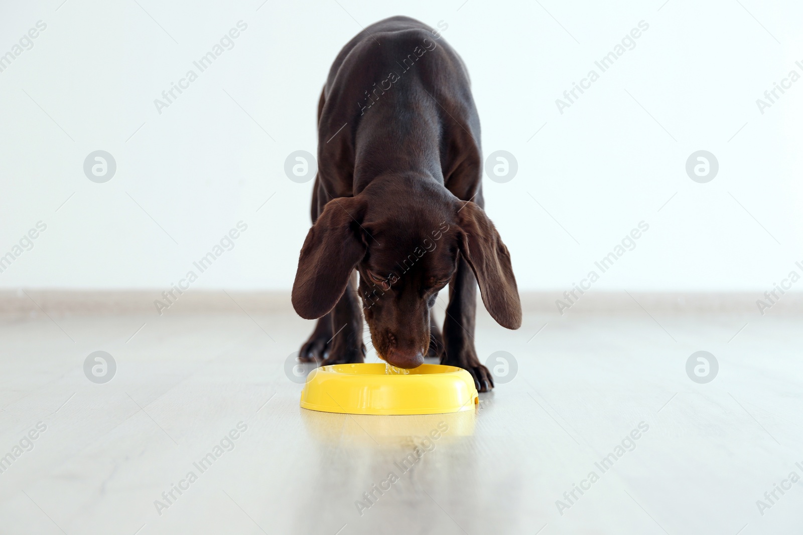 Photo of German Shorthaired Pointer dog with bowl indoors