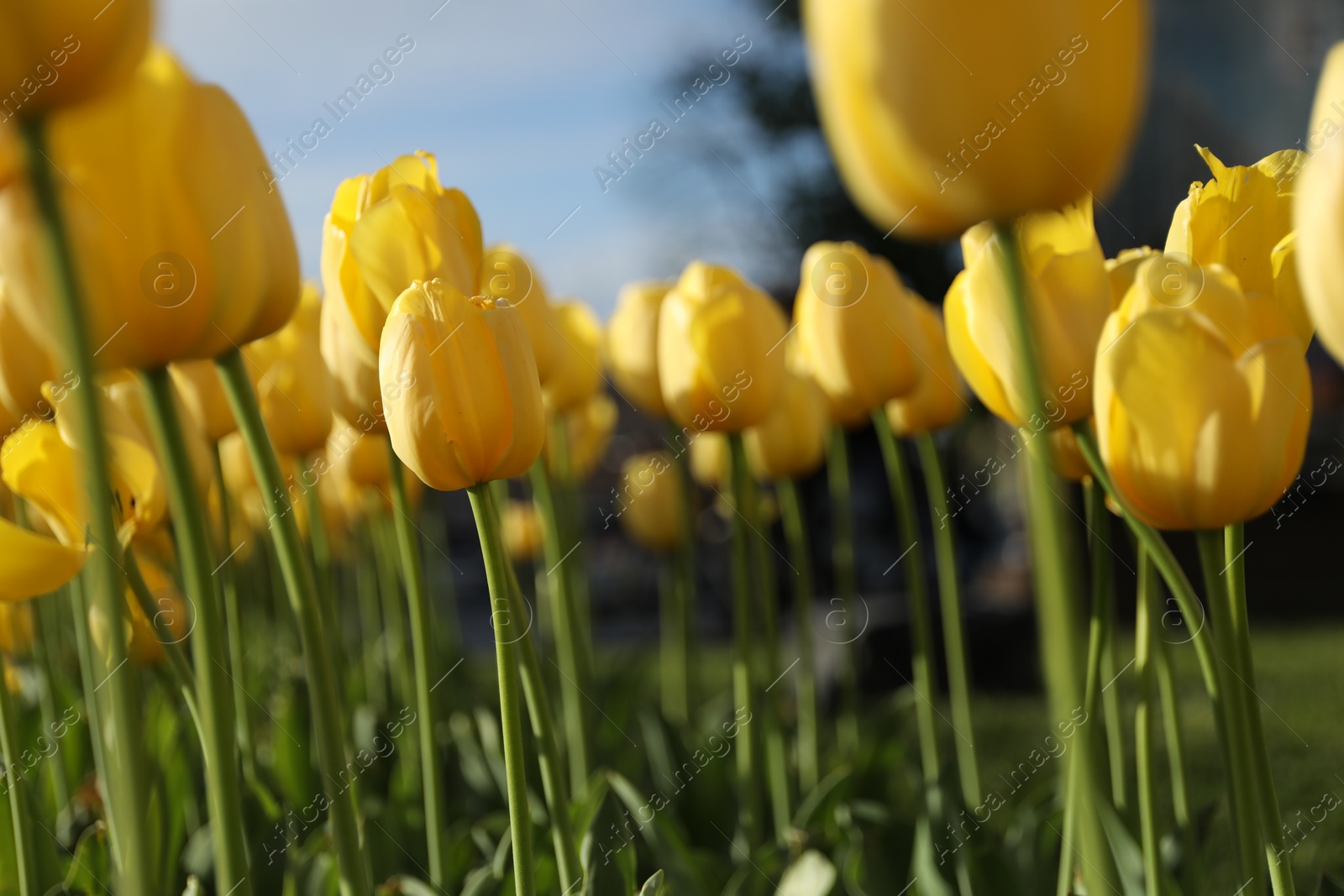 Photo of Beautiful yellow tulips growing outdoors on sunny day, closeup. Spring season