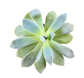 Photo of Beautiful echeveria isolated on white, top view. Succulent plant