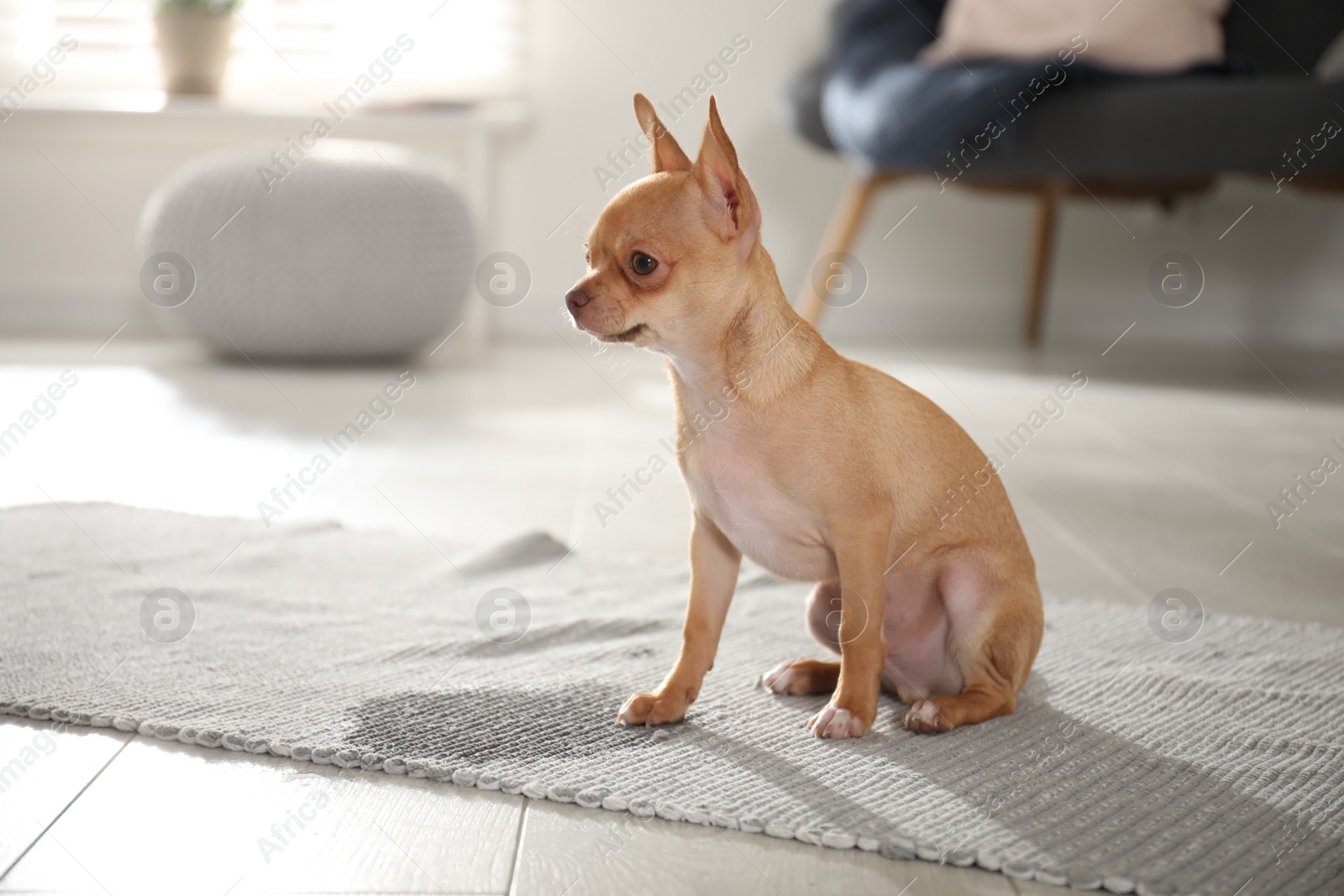 Photo of Cute Chihuahua puppy near wet spot on rug indoors