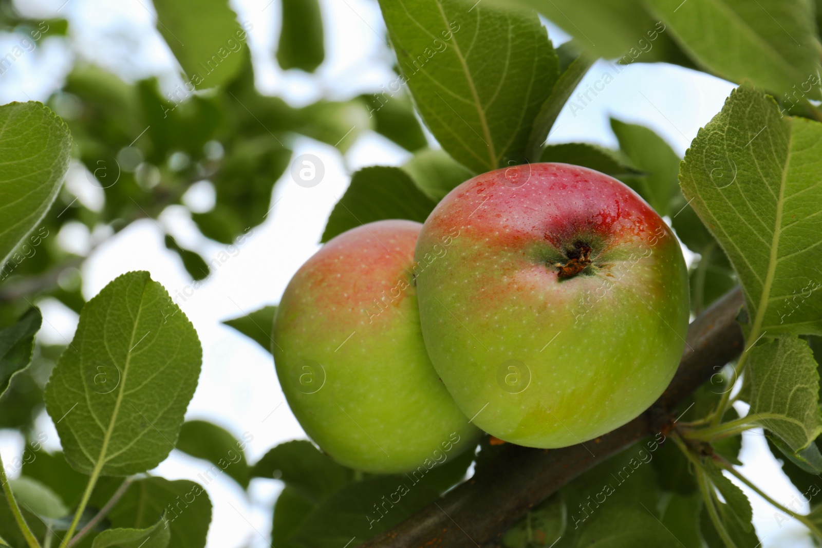 Photo of Apples and leaves on tree branch in garden, closeup