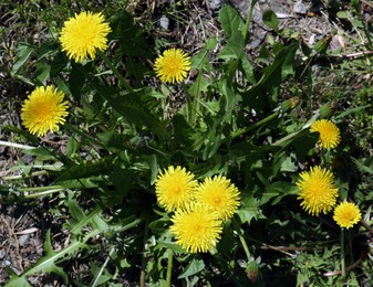 Photo of Beautiful blooming dandelions in green meadow, top view