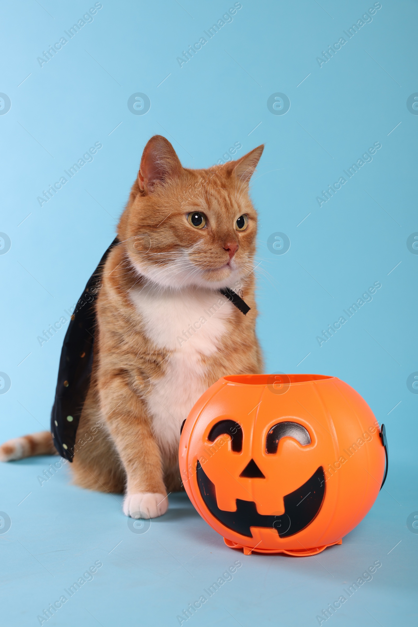 Photo of Cute ginger cat in cloak with Halloween bucket on light blue background