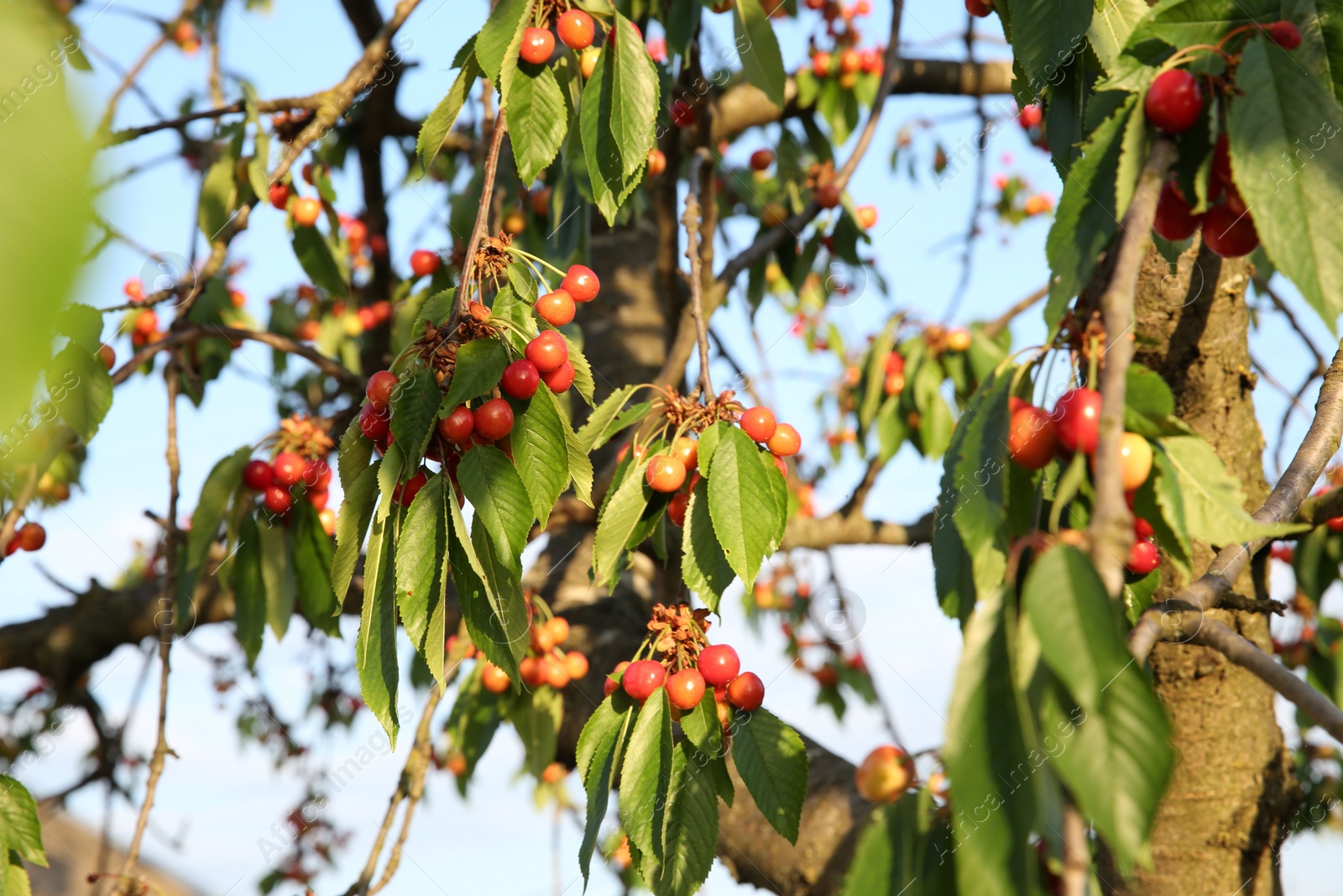 Photo of Cherry tree with green leaves and unripe berries growing outdoors