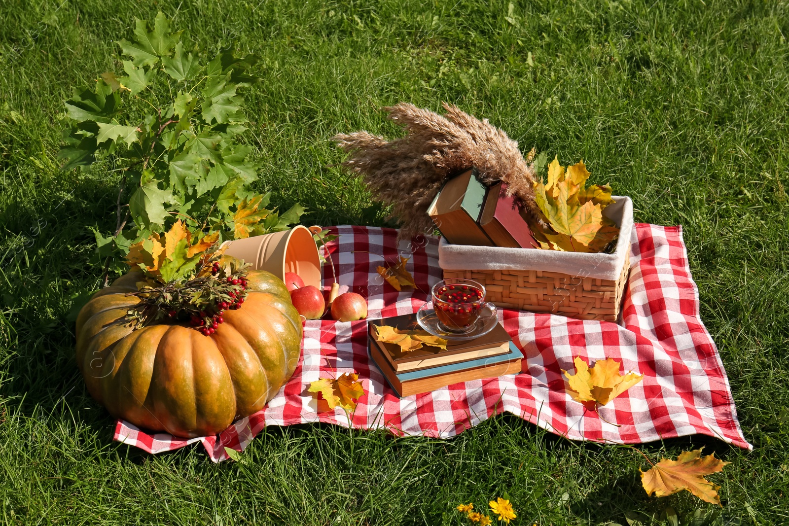 Photo of Books, cup of tea and pumpkin on plaid outdoors. Autumn atmosphere