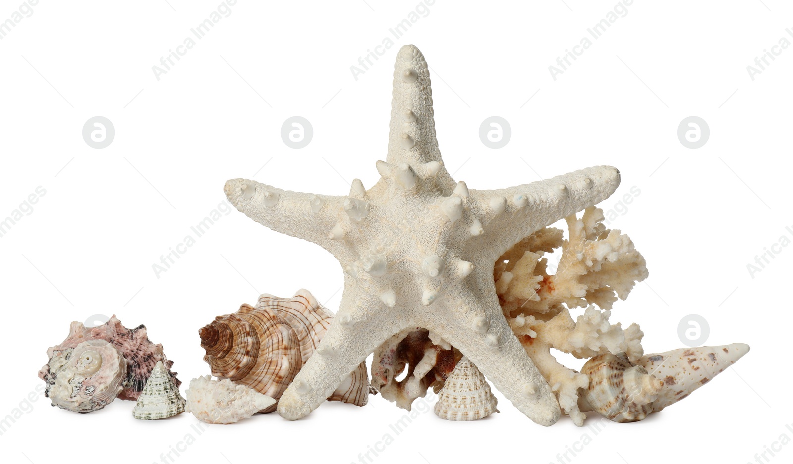 Photo of Beautiful starfish, coral and sea shells on white background