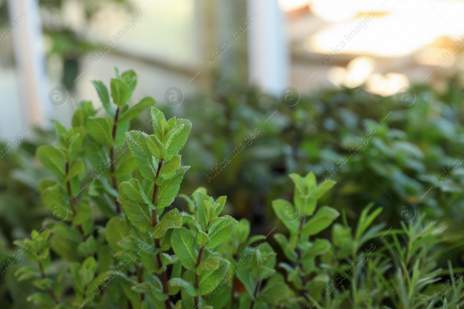 Photo of Beautiful green mint on blurred background, closeup. Space for text