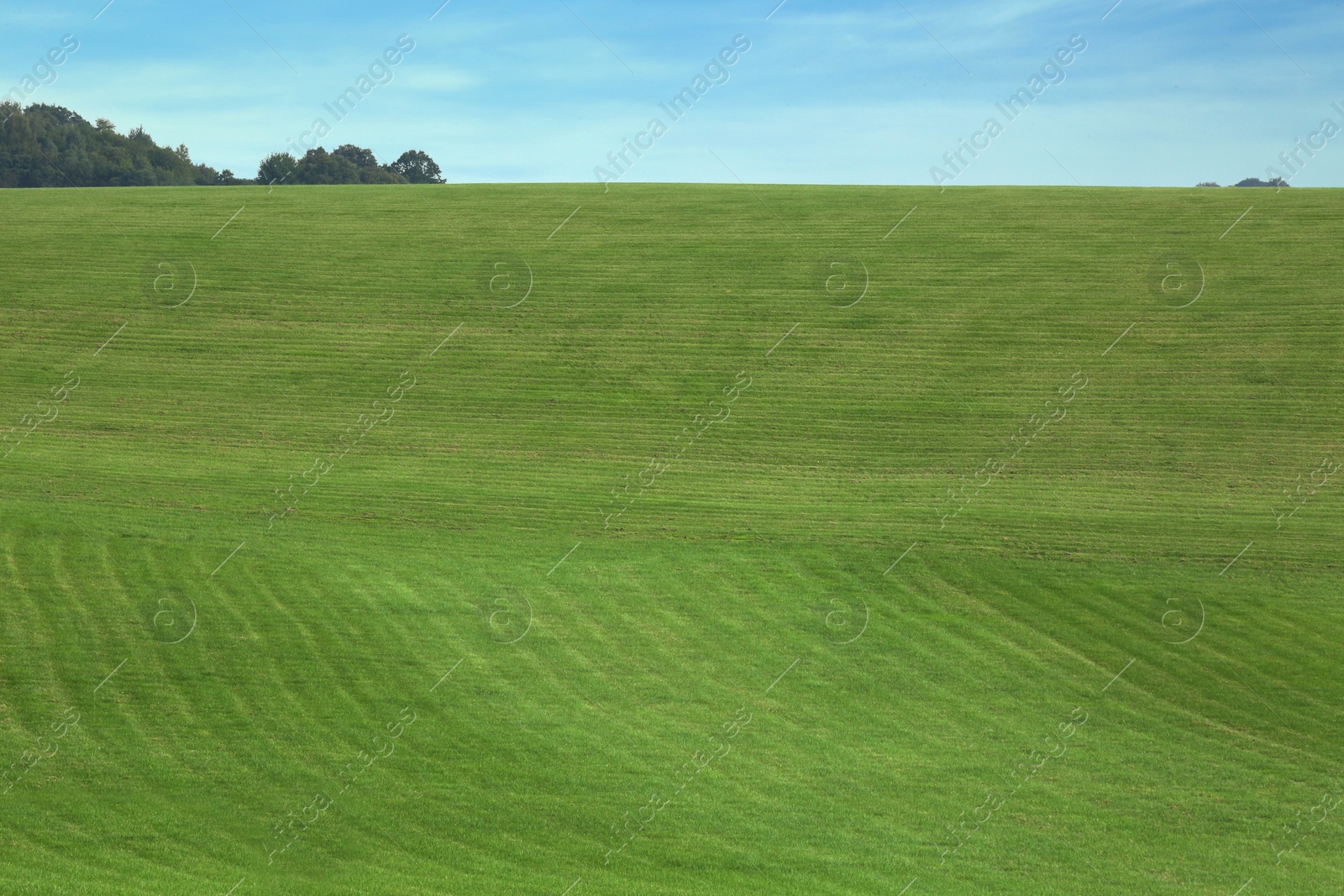 Photo of Beautiful lawn with bright green grass outdoors