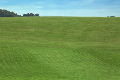 Beautiful lawn with bright green grass outdoors