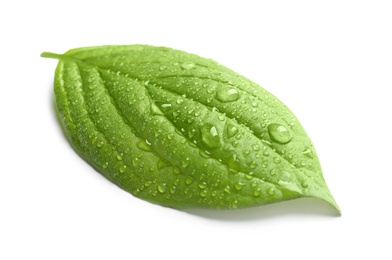 Green leaf with dew on white background