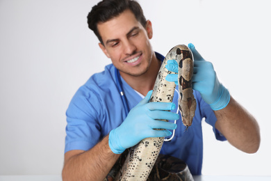 Photo of Male veterinarian examining boa constrictor in clinic