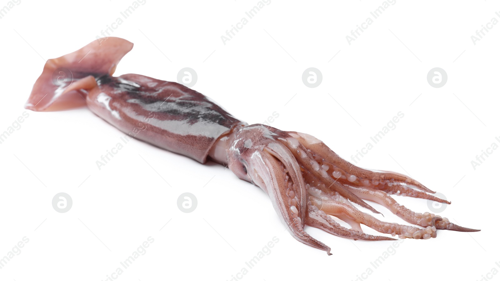 Photo of Raw squid isolated on white. Fresh seafood