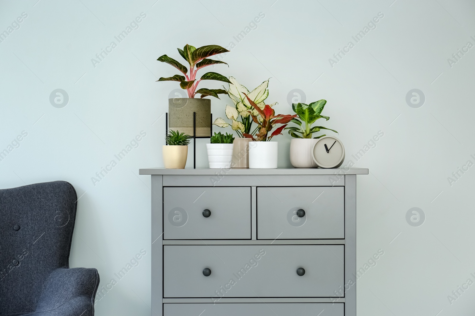 Photo of Different houseplants on chest of drawers near light grey wall