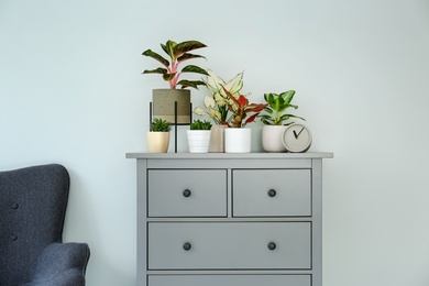 Different houseplants on chest of drawers near light grey wall