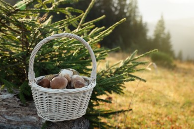 Photo of Basket with fresh mushrooms near fir outdoors on sunny day