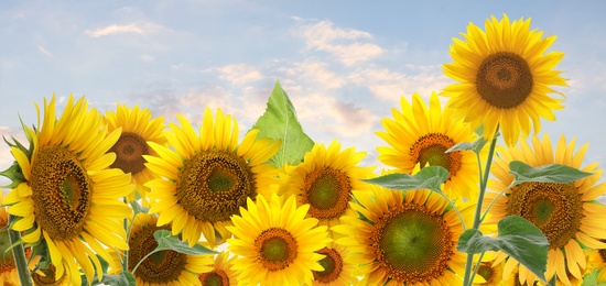 Image of Many bright sunflowers and sky on background. Banner design 