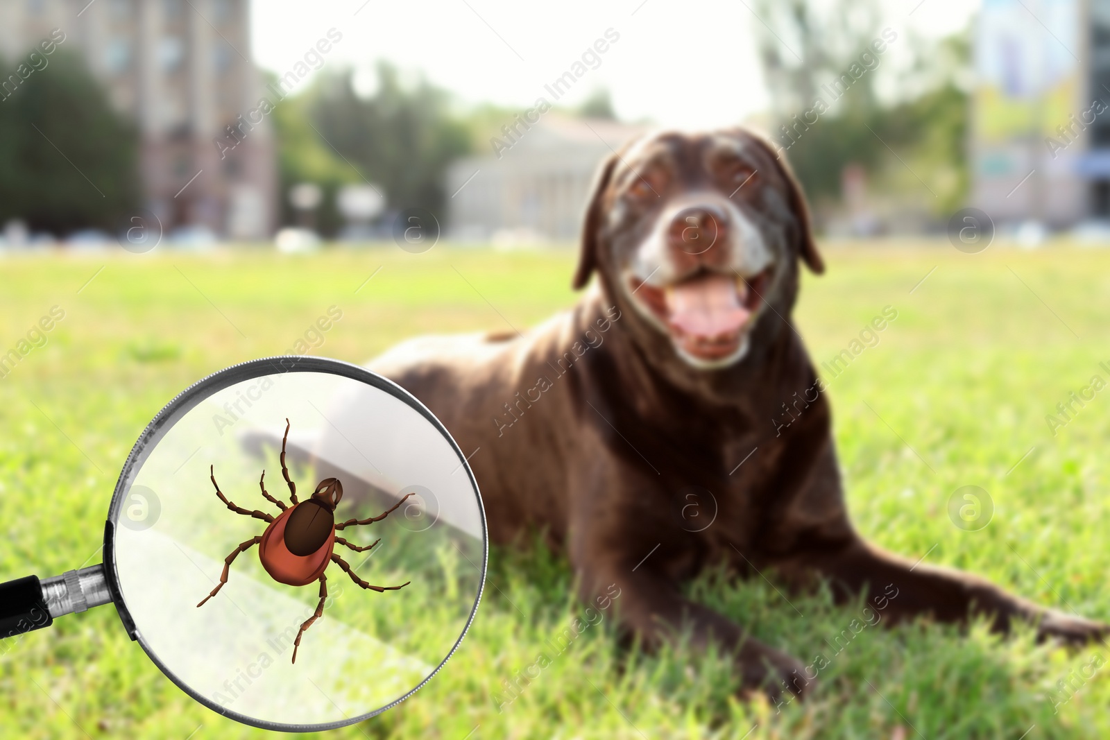 Image of Cute dog outdoors and illustration of magnifying glass with tick, selective focus