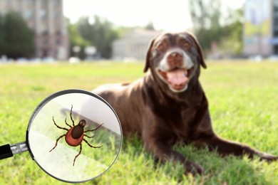 Cute dog outdoors and illustration of magnifying glass with tick, selective focus