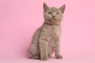 Photo of Scottish straight baby cat on pink background