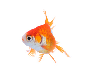 Photo of Beautiful bright small goldfish isolated on white