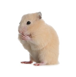 Photo of Adorable Syrian hamster on white background. Small pet