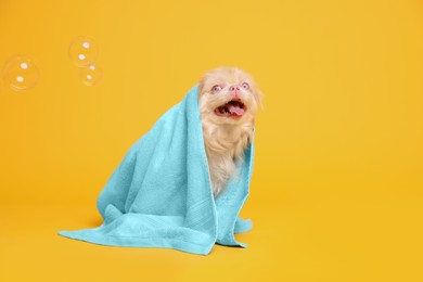 Cute Pekingese dog wrapped in towel and bubbles on yellow background. Pet hygiene
