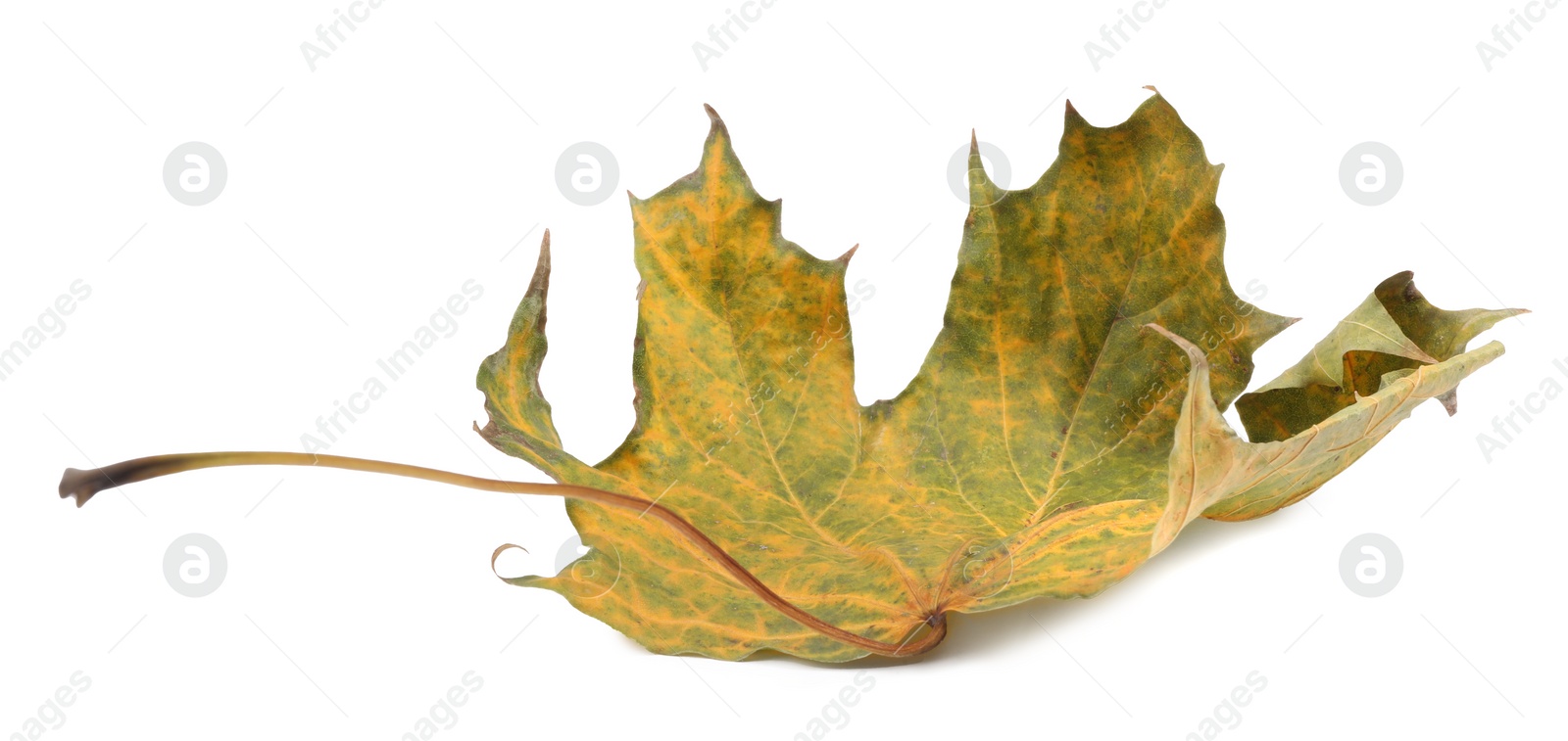 Photo of Autumn season. One maple leaf isolated on white