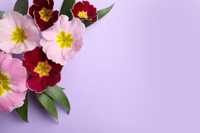 Primrose Primula Vulgaris flowers on violet background, top view with space for text. Spring season