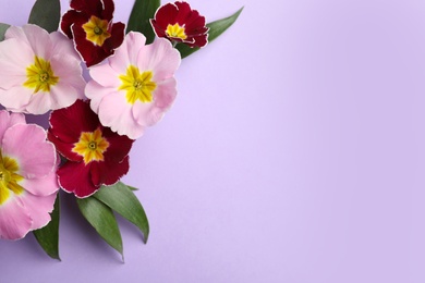 Photo of Primrose Primula Vulgaris flowers on violet background, top view with space for text. Spring season