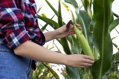 Woman with ripe corn cob in field, closeup