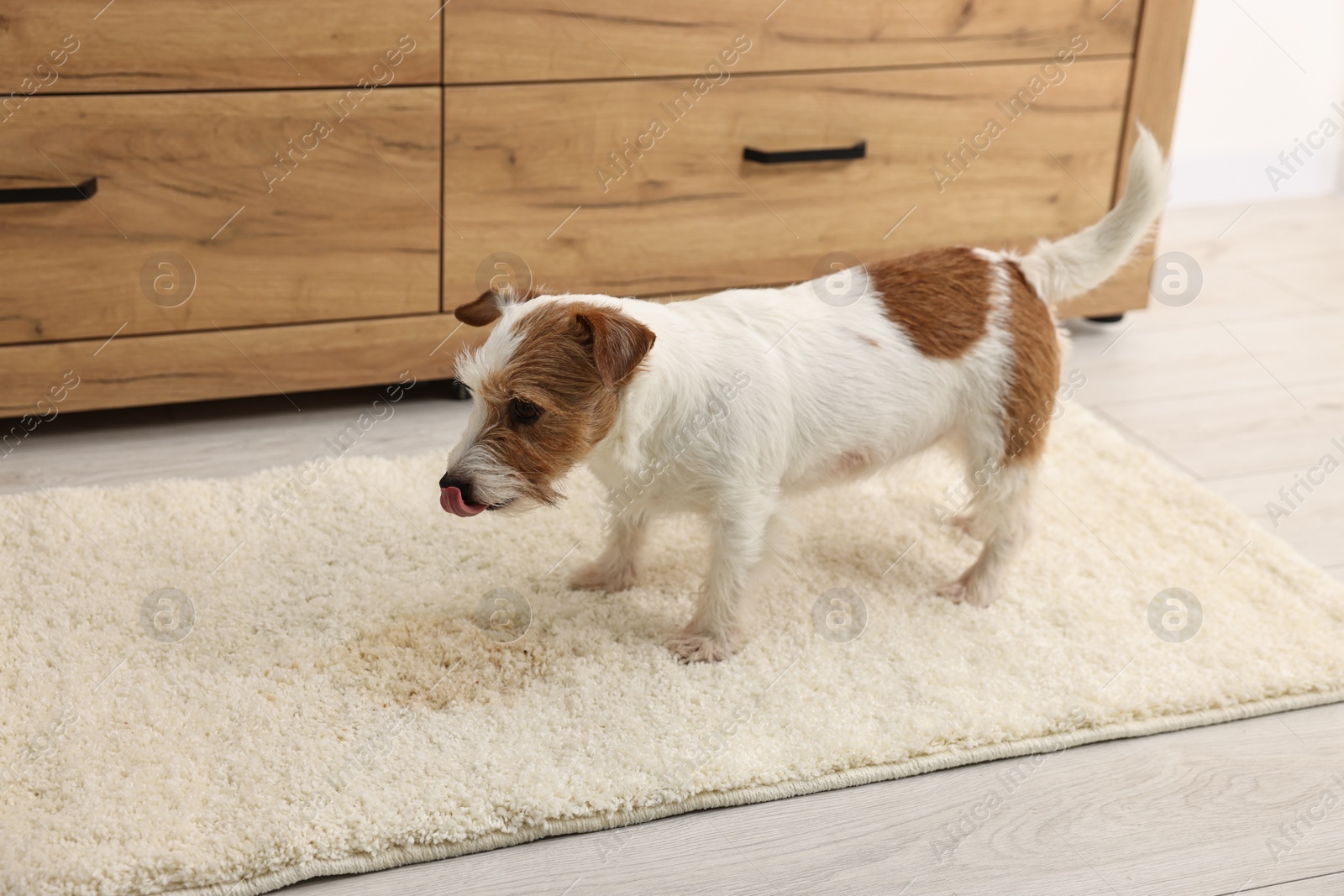 Photo of Cute dog near wet spot on rug indoors