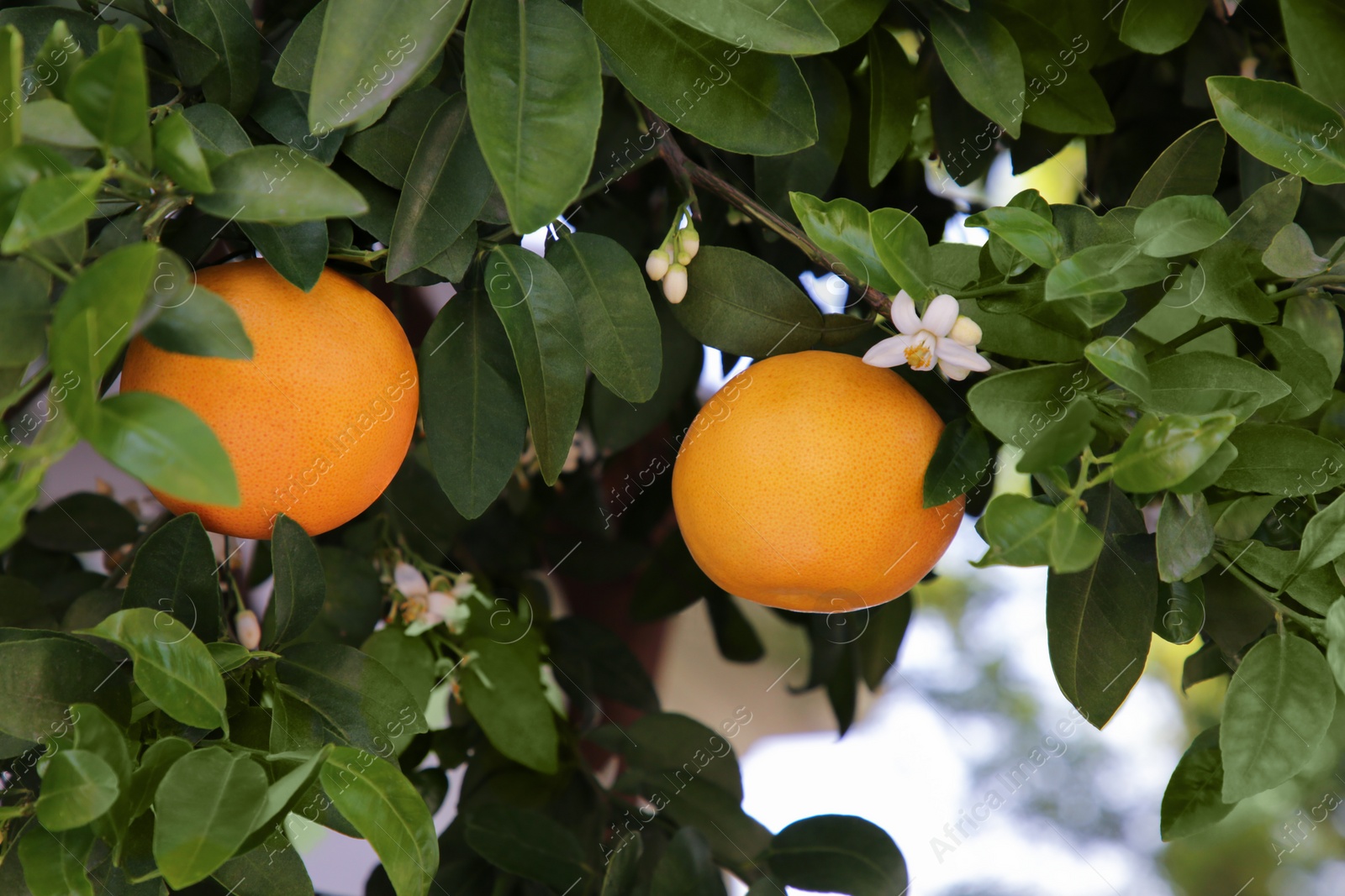 Photo of Ripening grapefruits and flowers growing on tree in garden