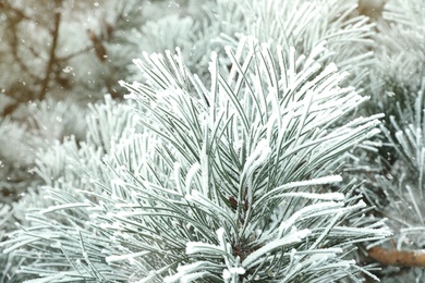 Photo of Frosty coniferous tree branches outdoors, closeup. Winter season
