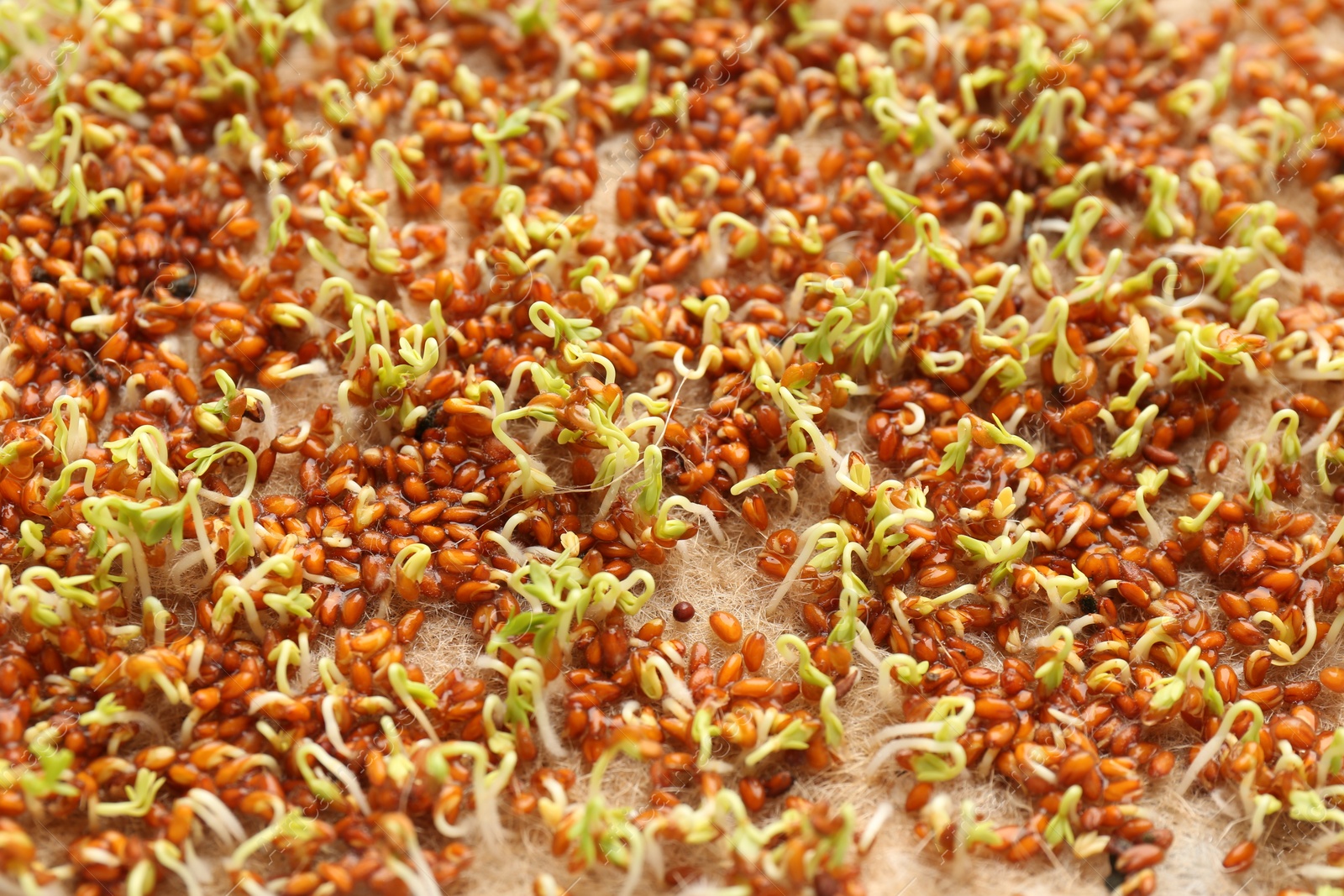 Photo of Growing microgreens. Many sprouted garden cress seeds on mat, closeup