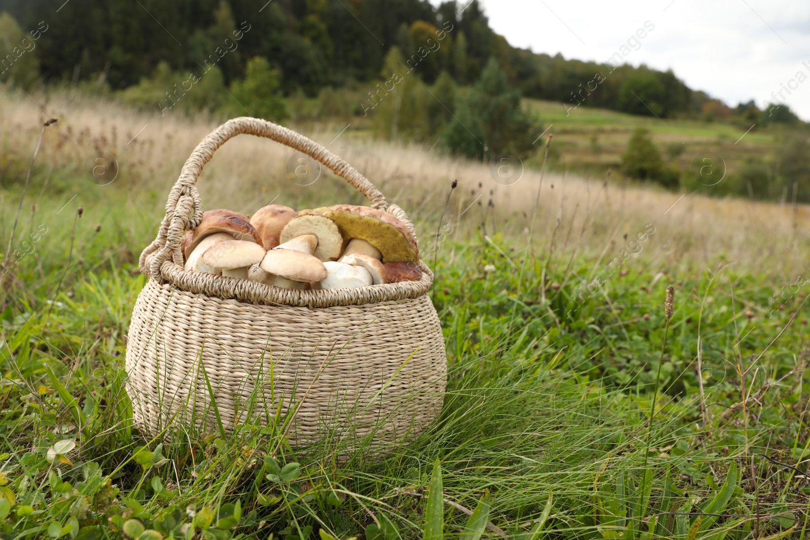 Photo of Wicker basket with fresh wild mushrooms outdoors, space for text