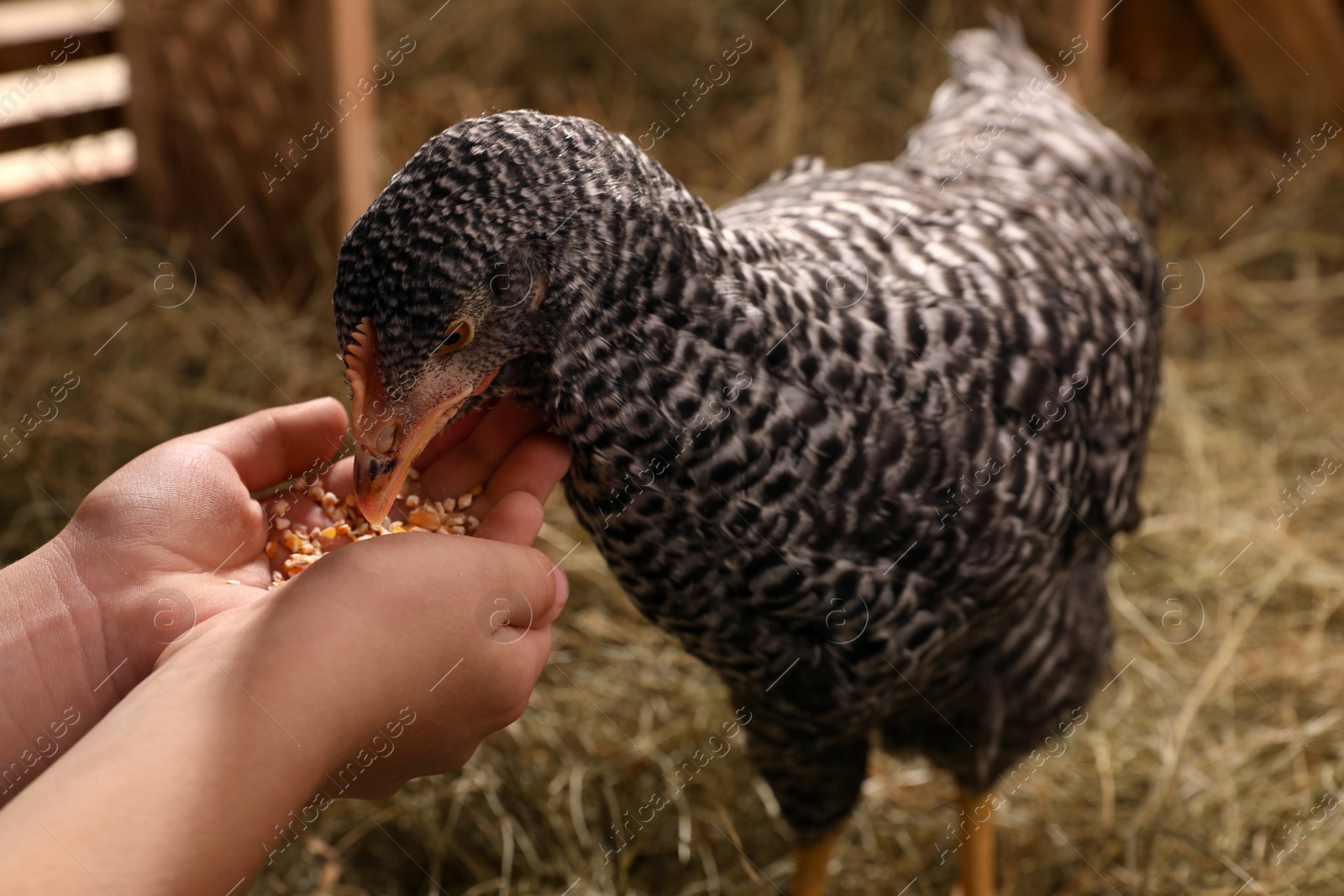 Photo of Woman feeding chicken in henhouse, closeup. Domestic animal